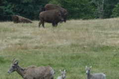 Norhtwest WIldlife Trek Park Washington