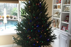 Hayes Christmas Tree Lighting 2015