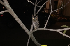 Night Owl