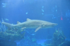 Living Seas Aquarium Shark Epcot