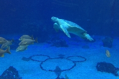 Sea Turtle Living Seas Aquarium Epcot