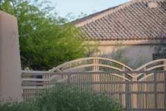 Quail in Scottsdale AZ