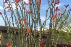 Scottsdale AZ Cactus