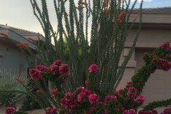 Scottsdale AZ Cactus