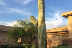 Scottsdale AZ Cactus