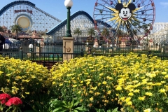 Disney\'s California Adventure Park Flowers and Fun Wheel