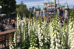 Sleeping Beauty Castle & Flowers