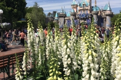 Sleeping Beauty Castle & Flowers
