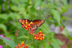 Butterfly Epcot Flower & Garden 2016