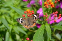 Butterfly Garden Epcot Flower & Garden 2016