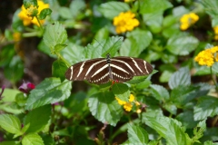 Butterfly Garden Epcot Flower & Garden 2016