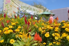 Flowers by Butterfly Garden Epcot Flower & Garden 2016