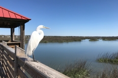 Disney's Hilton Head Island Resort - Hunther's Birthday