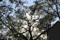 DIsney\'s Hilton Head Island Resort