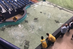 Tropicana Field - Rays Tank