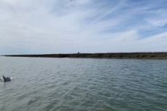 Dolphins - Pontoon Boat Rental - Hilton Head Island