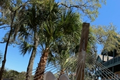 Hammock Disney\'s Hilton Head Island Resort