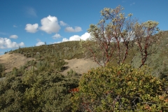 California Countryside Nature