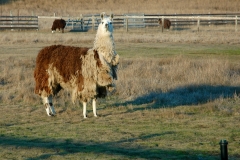 Alpaca outside the Albion River Inn Mendocino California