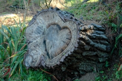 Brewery Gulch Inn Heart Tree Stump