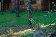 Brewery Gulch Inn Tree Stump and Building