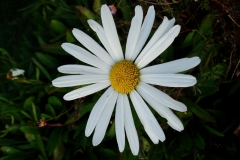 Flower at Albion River Inn Mendocino California