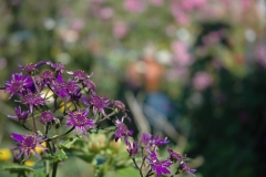 Purple Flowers in Downtown Mendocino