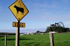 Cow Crossing Sign Route 1 California