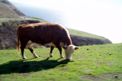 Cows on Side of Route 1 California
