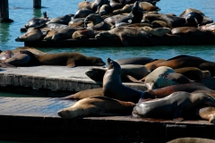 Sea Lions Fisherman's Wharf San Francisco CA