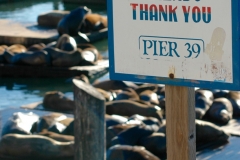 Sea Lions at Pier 39 in San Francisco CA