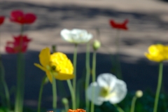 Flower at Robert Mondavi Winery Napa Valley CA