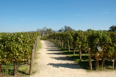 Robert Mondavi Vineyard Napa Valley CA