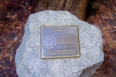 Bicentennial Tree Muir Woods Mill Valley CA