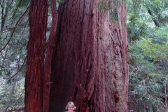 Giant Redwood Tree Muir Woods Mill Valley CA