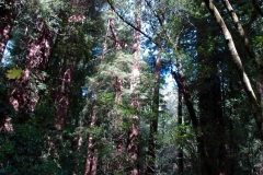 Sunlight Through Trees Muir Woods Mill Valley CA