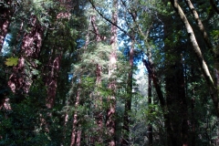 Sunlight Through Trees Muir Woods Mill Valley CA