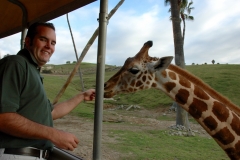 Giraffe Feeding San Diego Wild Animal Park