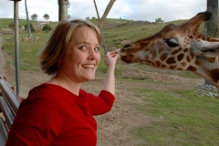 Giraffe Feeding San Diego Wild Animal Park