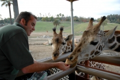 Giraffe Feeding San Diego Wild Animal Park