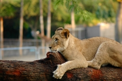 Lion Resting San Diego Wild Animal Park
