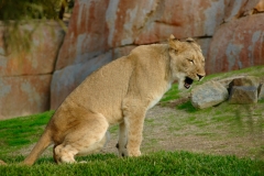 Lion San Diego Wild Animal Park