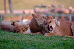 Lions Play San Diego Wild Animal Park