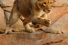 Pouncing Lion San Diego Wild Animal Park