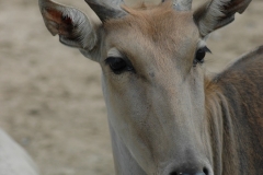 San Diego Wild Animal Park