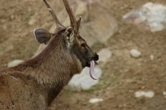 San Diego Wild Animal Park