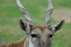 San Diego Wild Animal Park