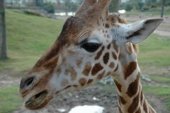 San Diego Wild Animal Park Giraffe