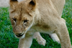 San Diego Wild Animal Park Lion Cub