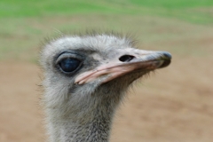 San Diego Wild Animal Park Ostrich